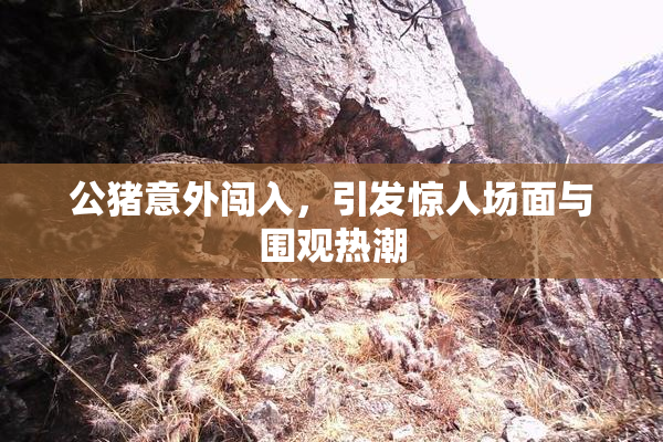 公猪意外闯入，引发惊人场面与围观热潮