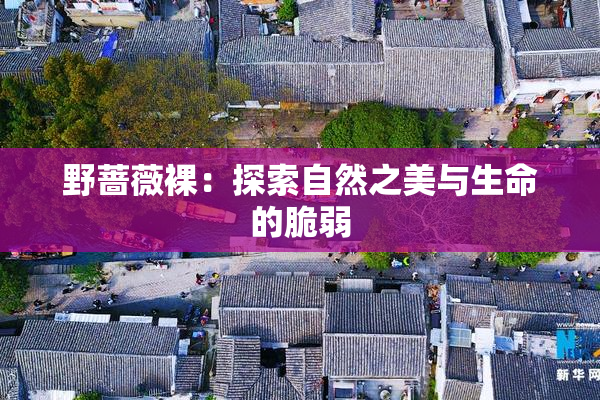 野蔷薇裸：探索自然之美与生命的脆弱