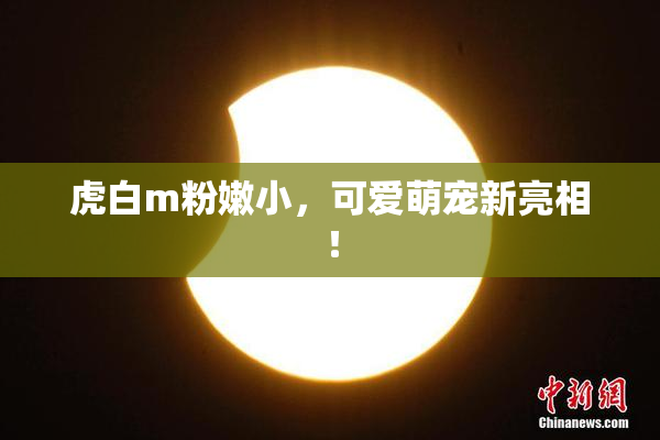 虎白m粉嫩小，可爱萌宠新亮相！