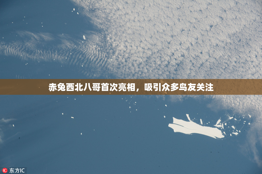 赤兔西北八哥首次亮相，吸引众多鸟友关注