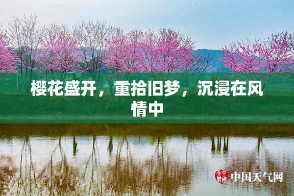 樱花盛开，重拾旧梦，沉浸在风情中