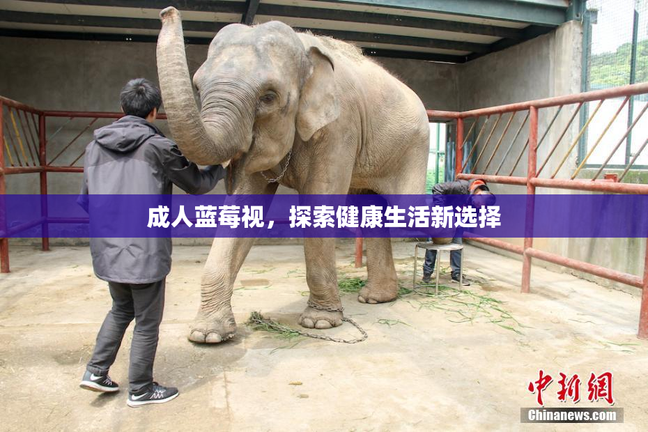 成人蓝莓视，探索健康生活新选择
