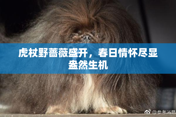 虎杖野蔷薇盛开，春日情怀尽显盎然生机