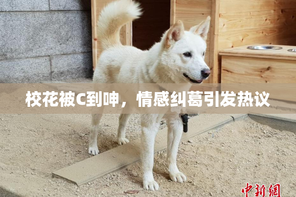 校花被C到呻，情感纠葛引发热议