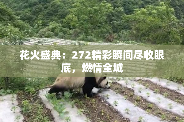 花火盛典：272精彩瞬间尽收眼底，燃情全城