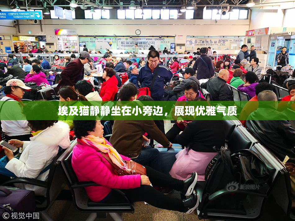 埃及猫静静坐在小旁边，展现优雅气质