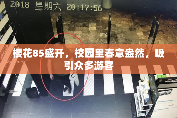 樱花85盛开，校园里春意盎然，吸引众多游客