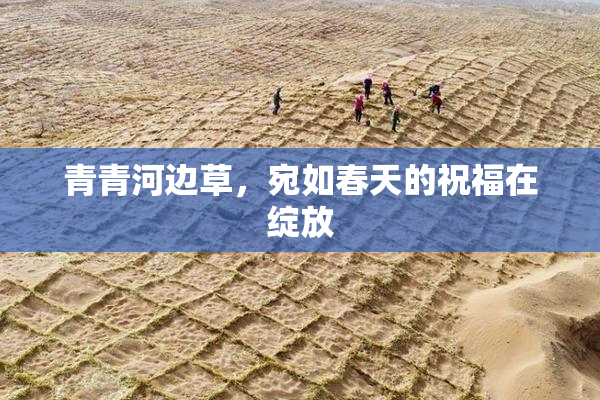 青青河边草，宛如春天的祝福在绽放