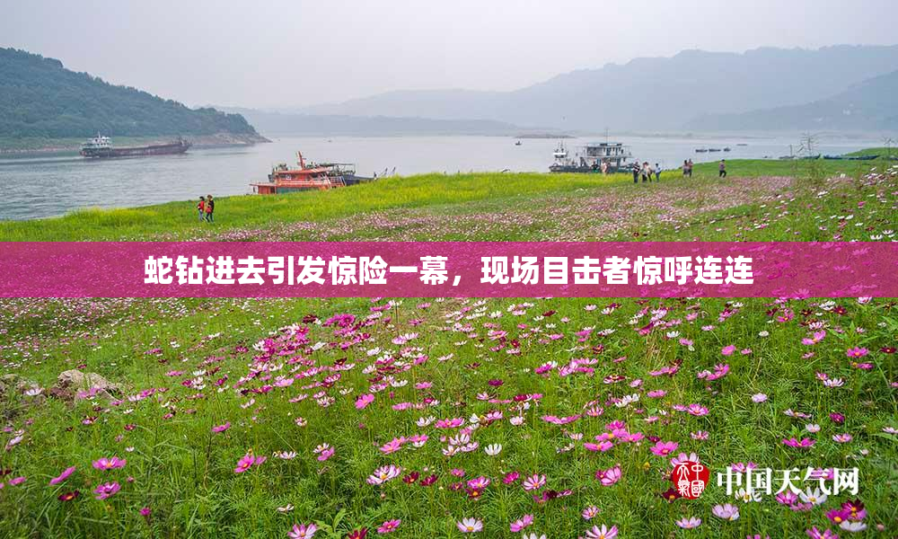 蛇钻进去引发惊险一幕，现场目击者惊呼连连