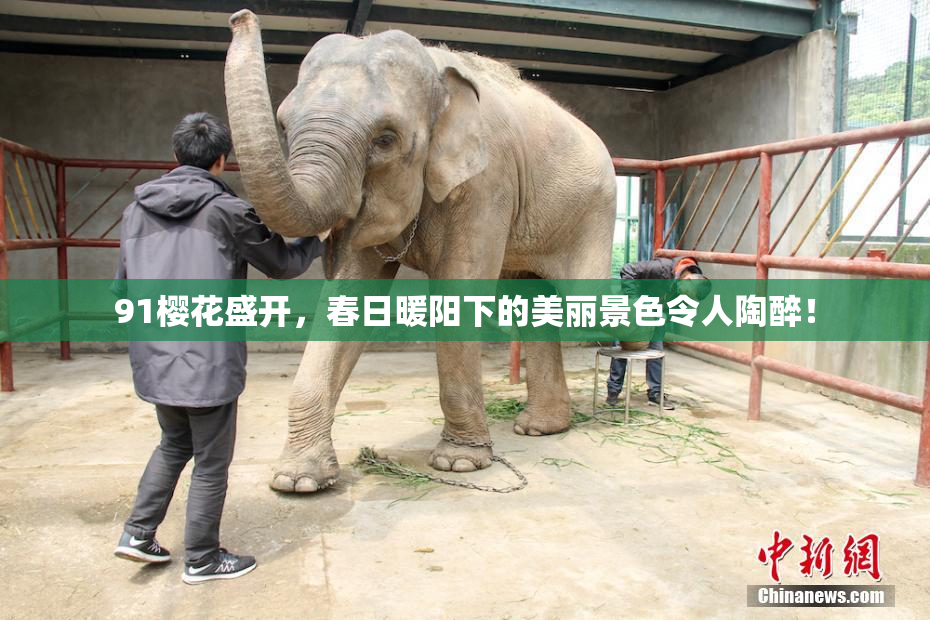 91樱花盛开，春日暖阳下的美丽景色令人陶醉！