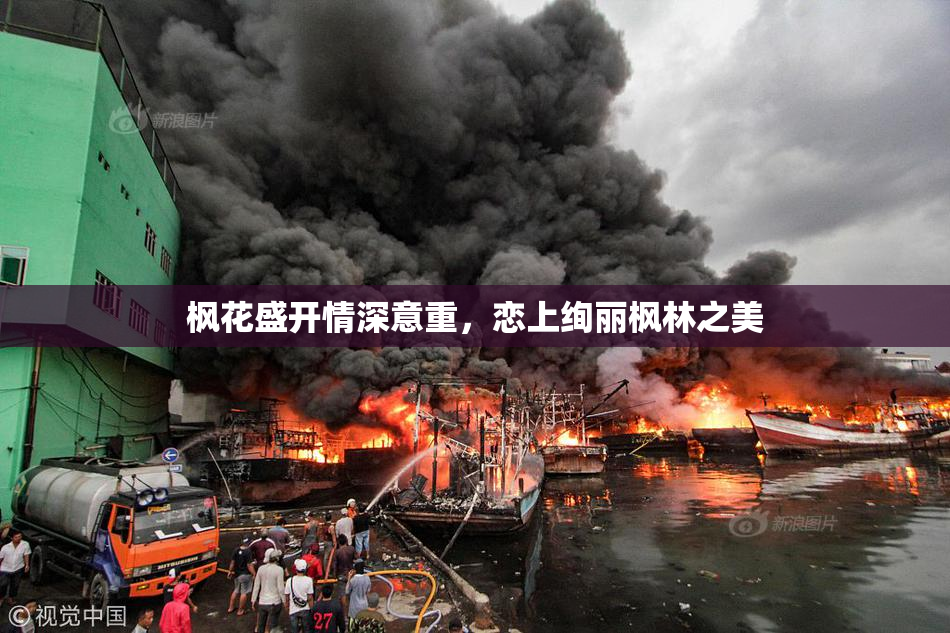 枫花盛开情深意重，恋上绚丽枫林之美