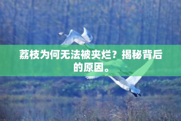 荔枝为何无法被夹烂？揭秘背后的原因。