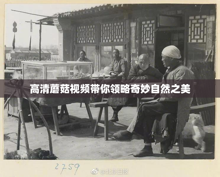 高清蘑菇视频带你领略奇妙自然之美