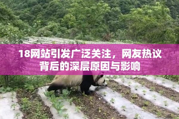 18网站引发广泛关注，网友热议背后的深层原因与影响