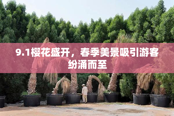 9.1樱花盛开，春季美景吸引游客纷涌而至