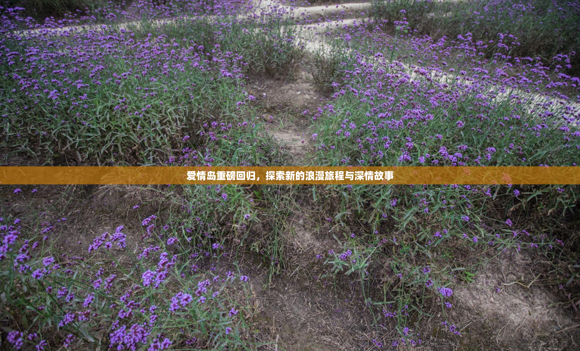爱情岛重磅回归，探索新的浪漫旅程与深情故事