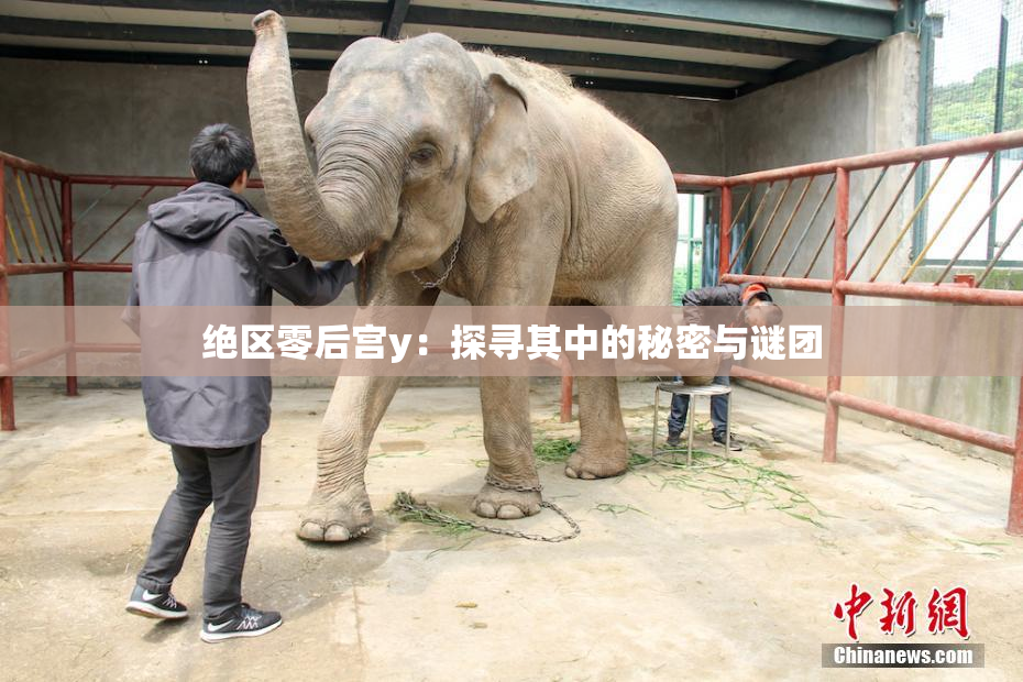 绝区零后宫y：探寻其中的秘密与谜团