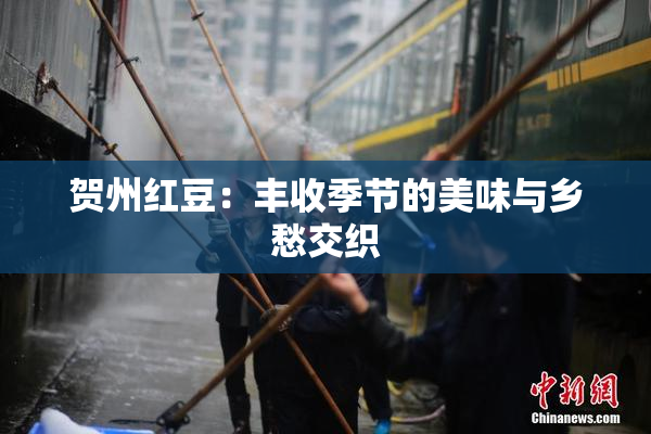 贺州红豆：丰收季节的美味与乡愁交织