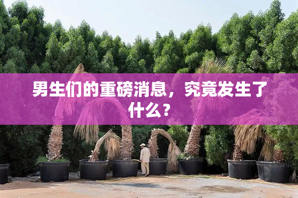 男生们的重磅消息，究竟发生了什么？