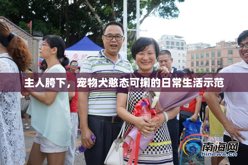 主人胯下，宠物犬憨态可掬的日常生活示范