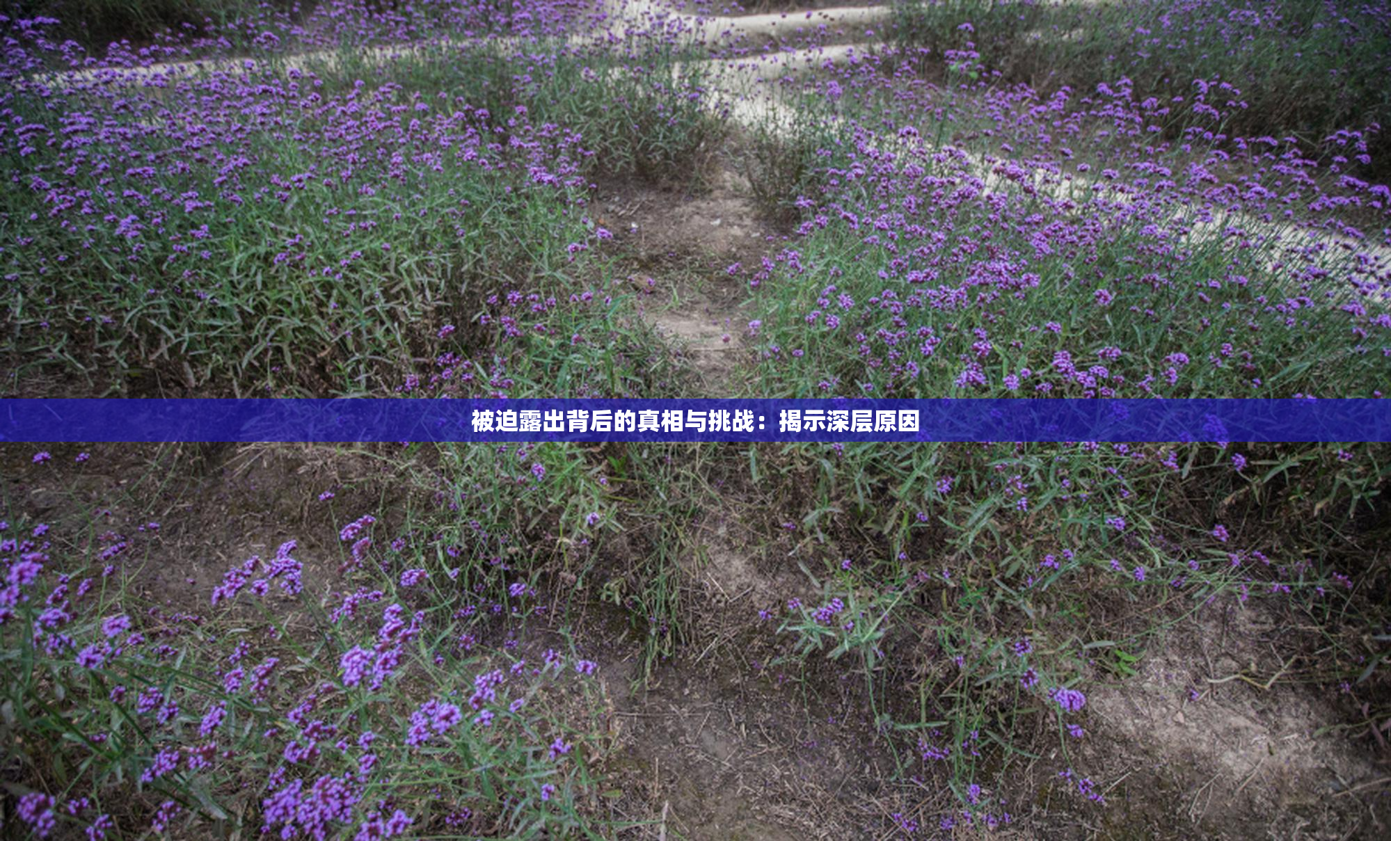 被迫露出背后的真相与挑战：揭示深层原因