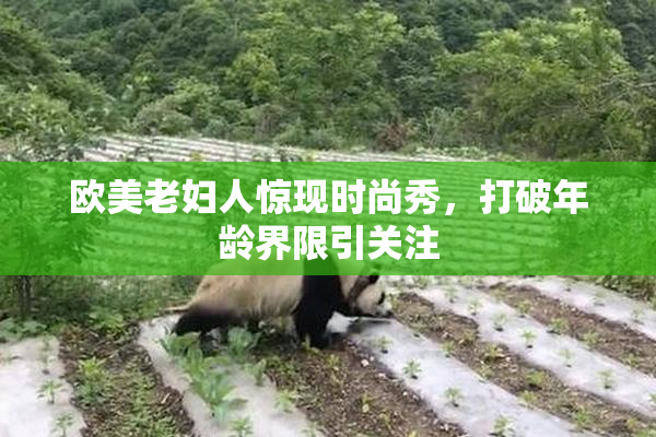 欧美老妇人惊现时尚秀，打破年龄界限引关注