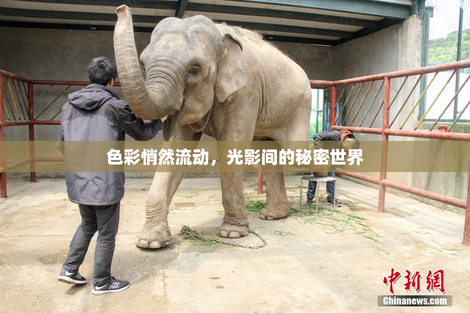 色彩悄然流动，光影间的秘密世界