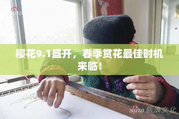 樱花9.1盛开，春季赏花最佳时机来临！