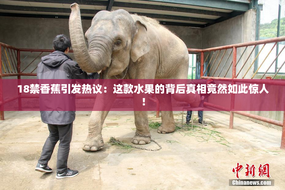 18禁香蕉引发热议：这款水果的背后真相竟然如此惊人！