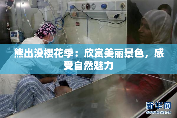 熊出没樱花季：欣赏美丽景色，感受自然魅力