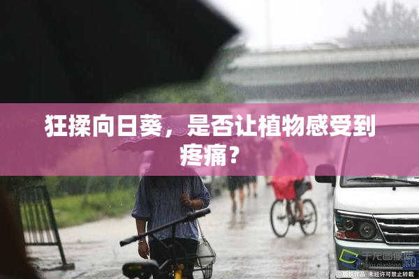狂揉向日葵，是否让植物感受到疼痛？
