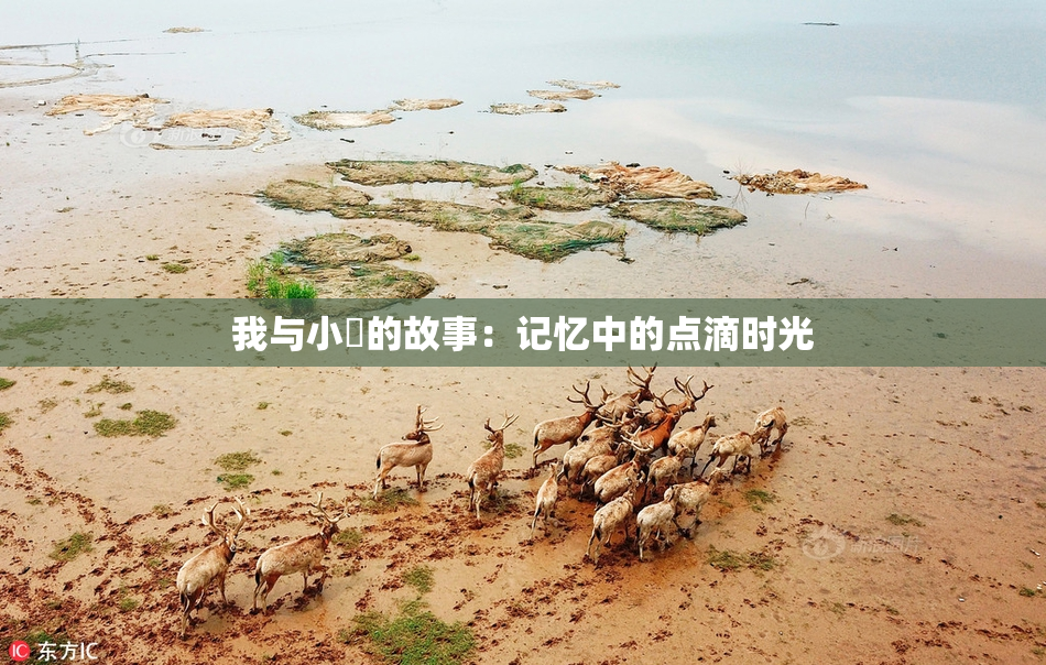 我与小娻的故事：记忆中的点滴时光