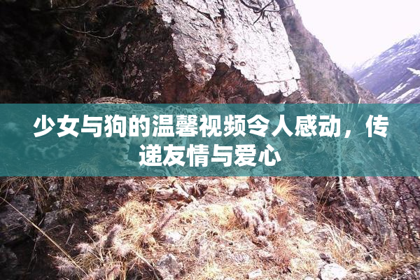 少女与狗的温馨视频令人感动，传递友情与爱心