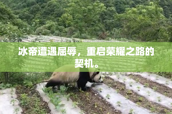 冰帝遭遇屈辱，重启荣耀之路的契机。