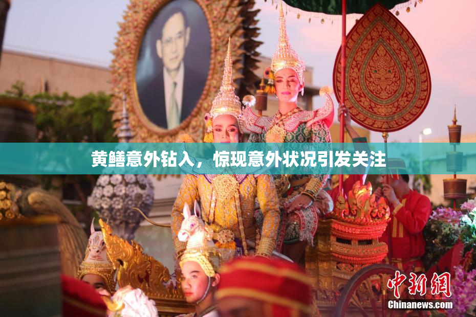 黄鳝意外钻入，惊现意外状况引发关注