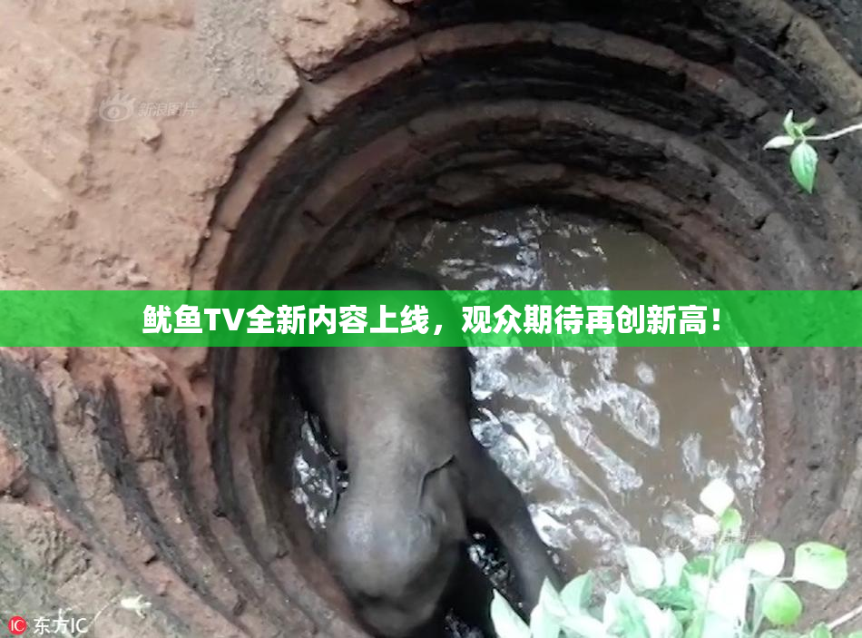 鱿鱼TV全新内容上线，观众期待再创新高！