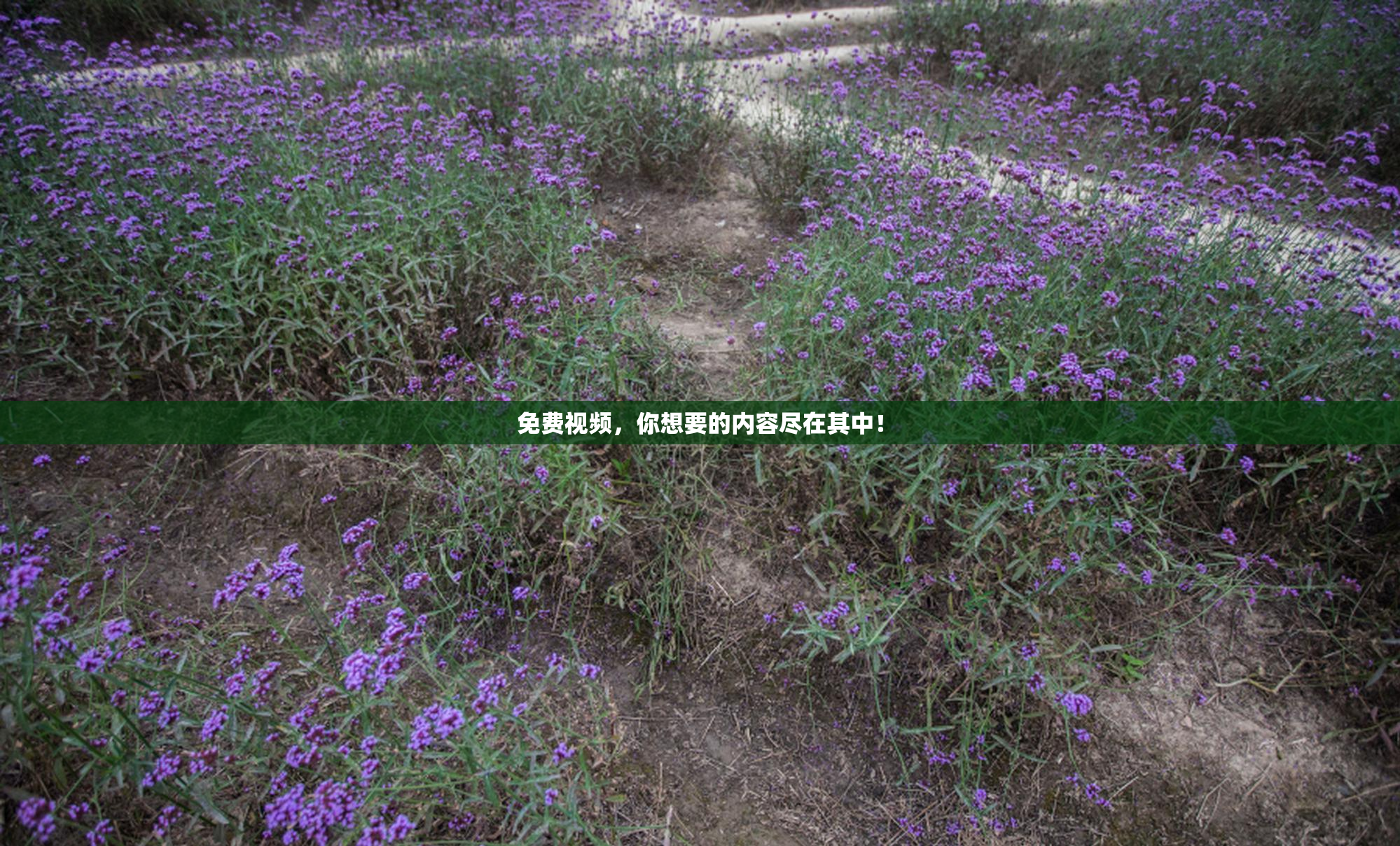 免费视频，你想要的内容尽在其中！