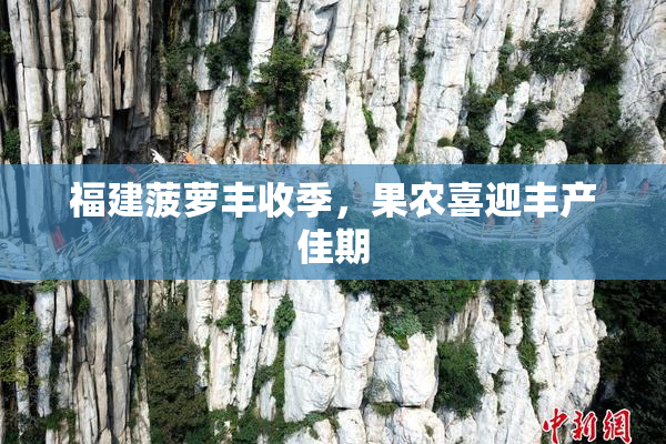 福建菠萝丰收季，果农喜迎丰产佳期