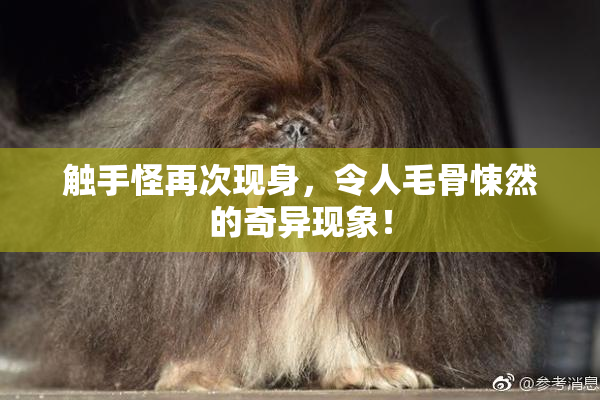 触手怪再次现身，令人毛骨悚然的奇异现象！