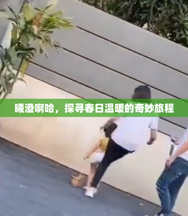 曦澄啊哈，探寻春日温暖的奇妙旅程