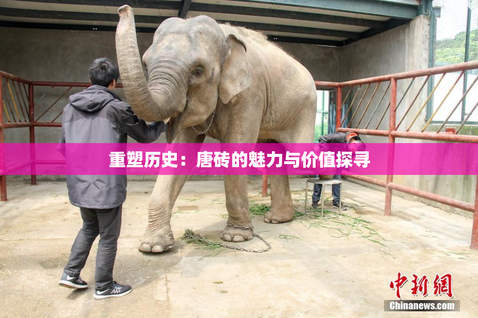 重塑历史：唐砖的魅力与价值探寻