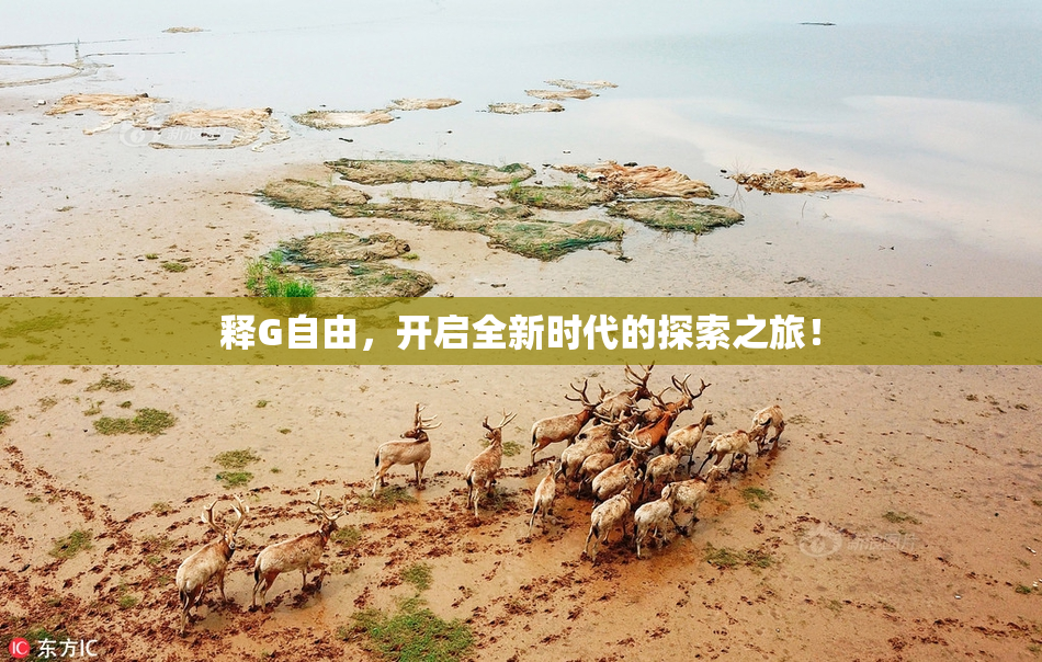 释G自由，开启全新时代的探索之旅！