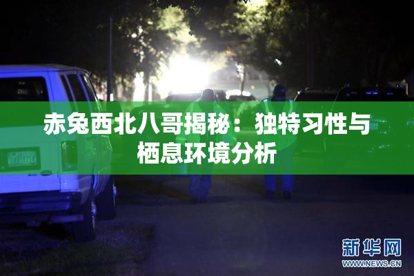 赤兔西北八哥揭秘：独特习性与栖息环境分析