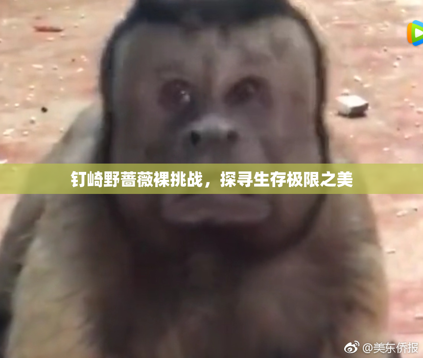 钉崎野蔷薇裸挑战，探寻生存极限之美