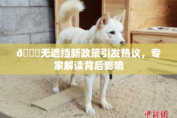 🔞无遮挡新政策引发热议，专家解读背后影响