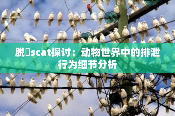 脱糞scat探讨：动物世界中的排泄行为细节分析
