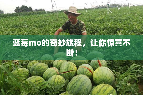 蓝莓mo的奇妙旅程，让你惊喜不断！