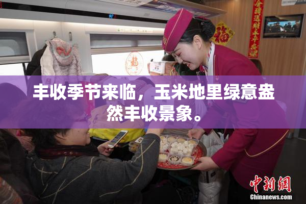 丰收季节来临，玉米地里绿意盎然丰收景象。