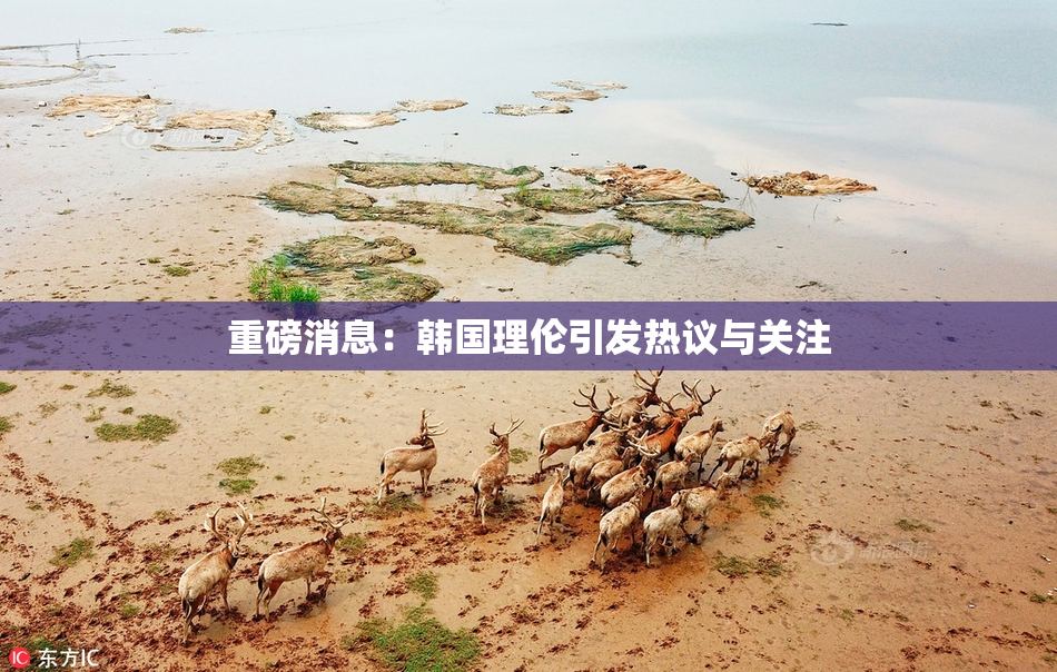 重磅消息：韩国理伦引发热议与关注