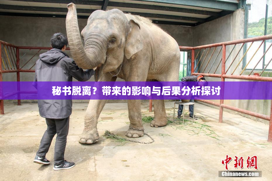 秘书脱离？带来的影响与后果分析探讨